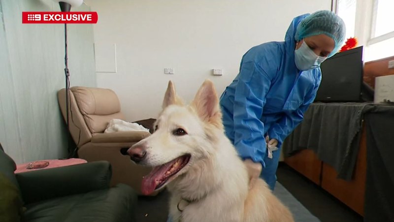 Family pets may help solve crimes, researchers say