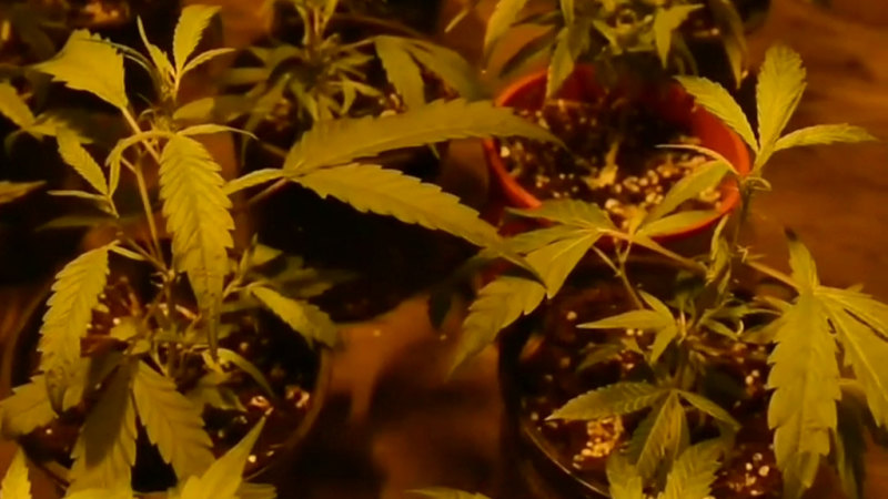 New push to legalise recreational marijuana in NSW