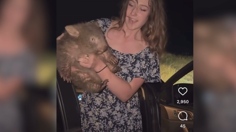 US influencer seen taking baby wombat from mother