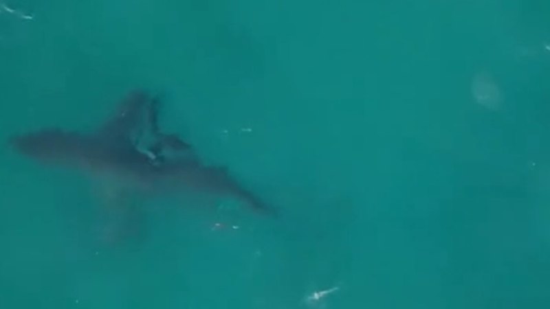White shark spotted offshore at Bondi Beach prompts lifeguard alarm