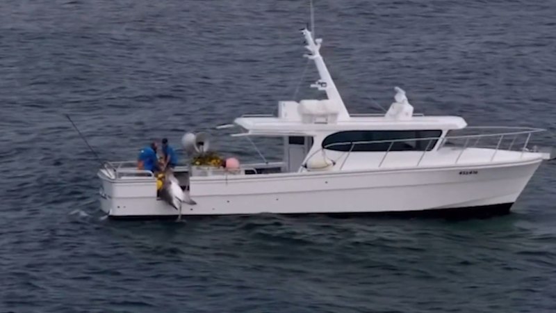 Tiger shark caught on drumline on Gold Coast