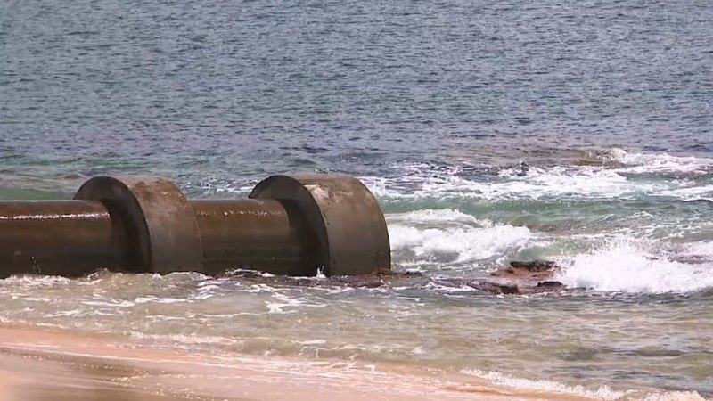 Beachgoers warned after blue-ringed octopus bites reported at Sydney beach