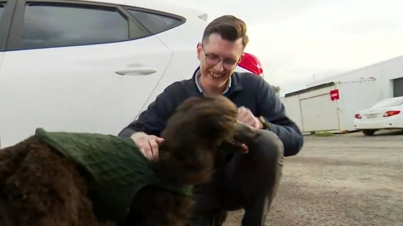 ‘Dognapped’ poodle reunited with owner