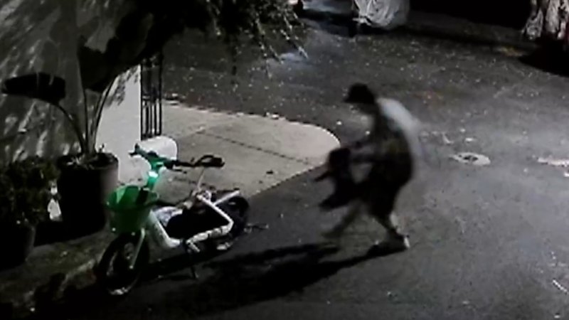 V Sydneyju ukradli dva mopsa, lastnik ponuja nagrado