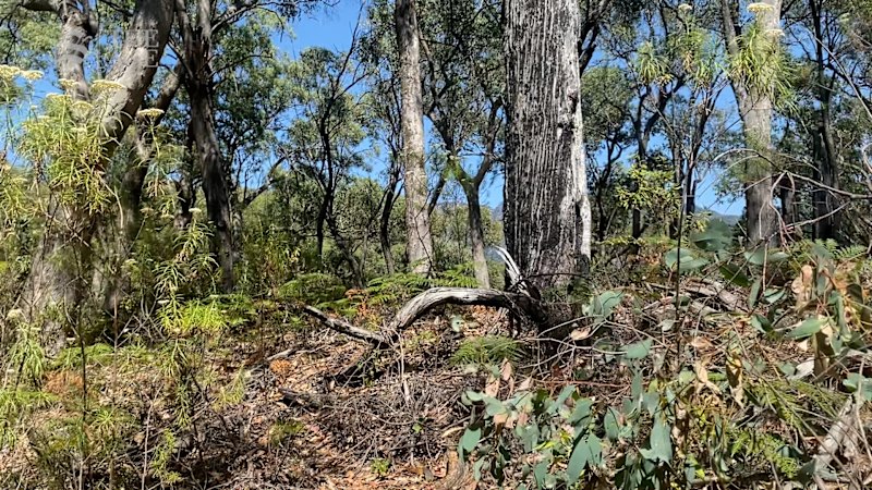 Victoria police launch new five-day search for fugitive Dezi Freeman