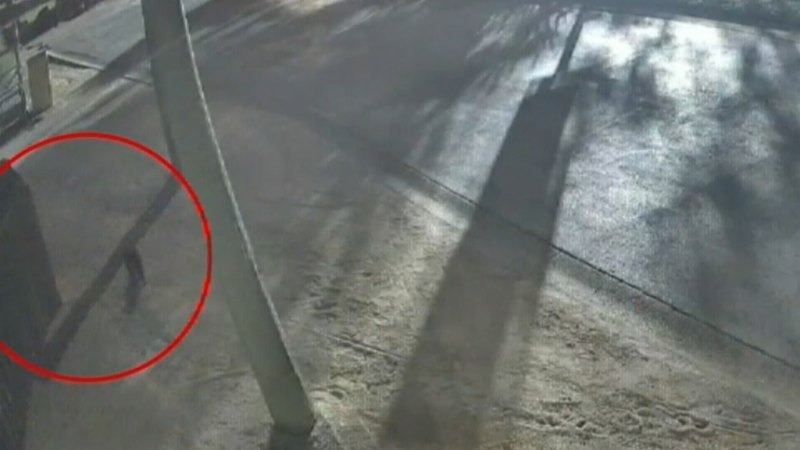 Missing Tasmanian Devil Located on Gold Coast After Two-Week Search