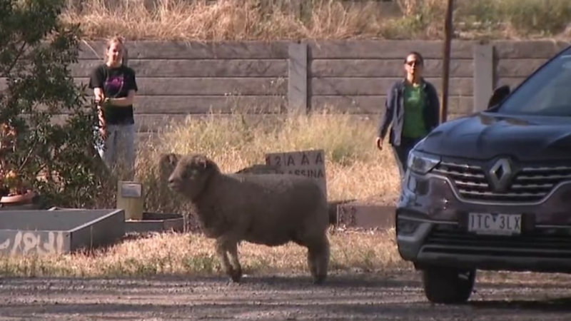 Three-hour mission to rescue sheep stuck in cemetery