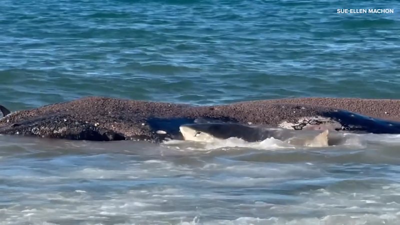 Shark feeding frenzy captured after whale carcass washes ashore
