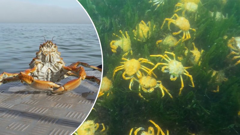 Thousands of spider crabs descend on beach