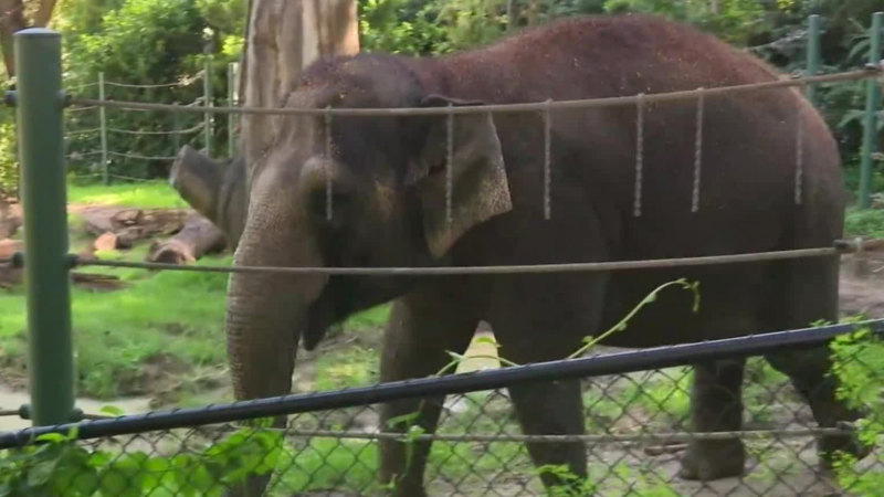 Tearful farewell for Perth Zoo elephant Permai