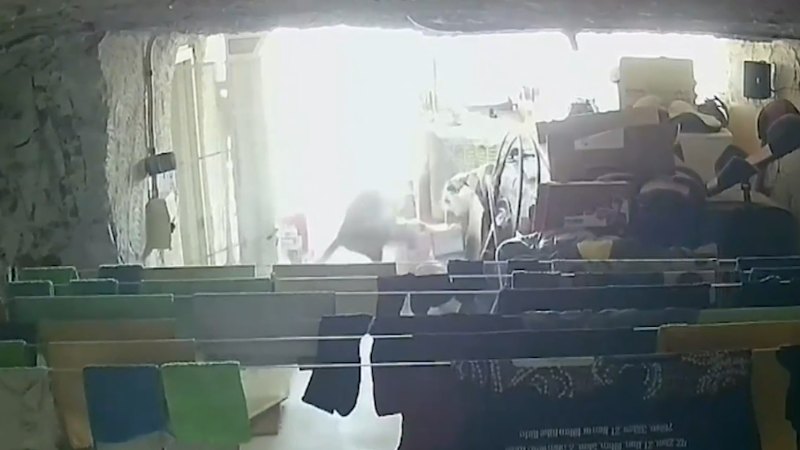 Kangaroo stuns SA girl in the laundry