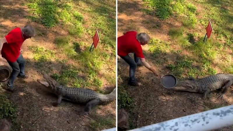 Darwin publican fends off crocodile with pan