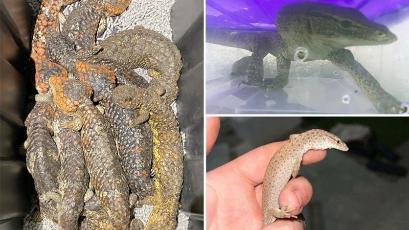 Four people charged in NSW over alleged bid to export Australian native lizards