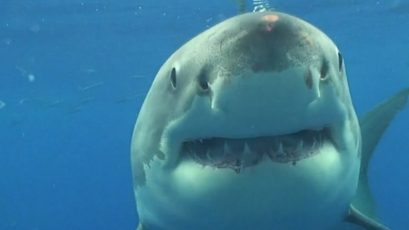 Experts call for action after two shark attacks