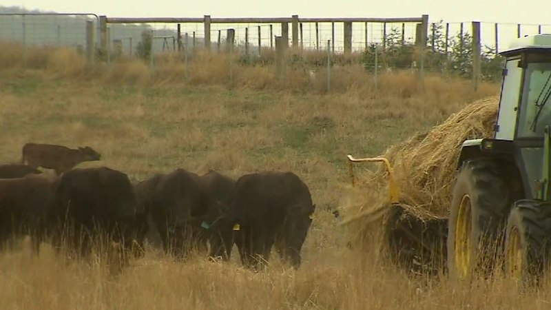 Graziers warn their tanks are about to run dry