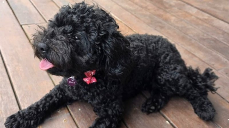 Dad pleads for return of four-year-old's stolen puppy