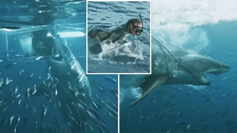Çarpıcı video, dalgıcın devasa büyük beyaz köpekbalığı ile yakın görüşmesini gösteriyor