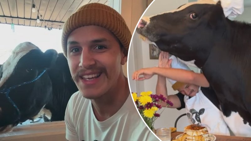 Chef cooks with pet cow in hilarious viral videos