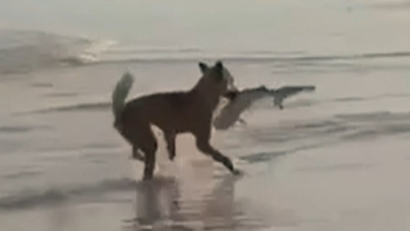 Dingo snatches shark on K'Gari