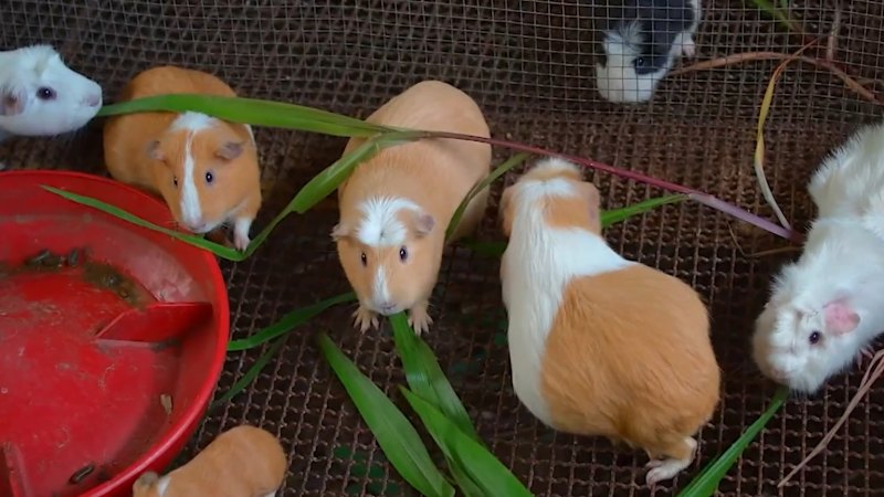 Perth prisoners accused of eating guinea pigs