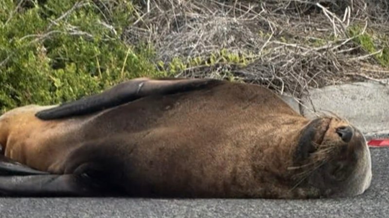 Sammy the seal blocks traffic on busy Victoria road