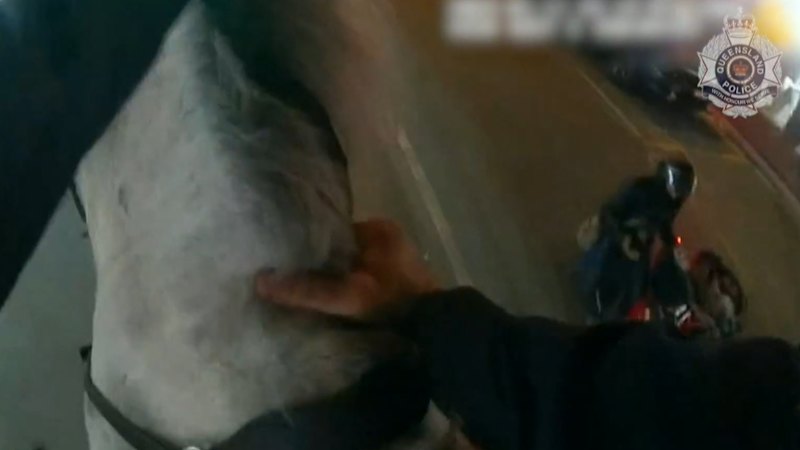 Police horses, officer injured after motorbike ‘accelerates towards them’