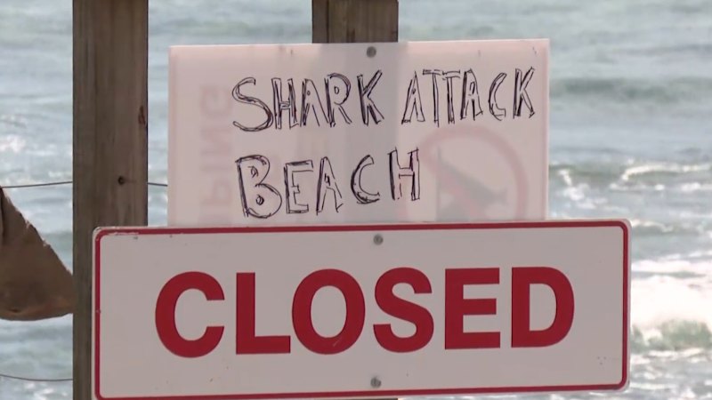 Calls for shark cull after Sydney attack