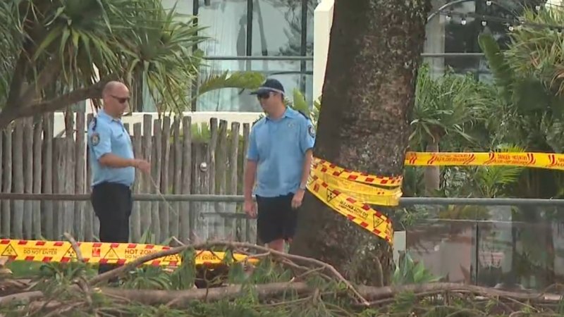 Trees at risk of toppling in Byron Bay