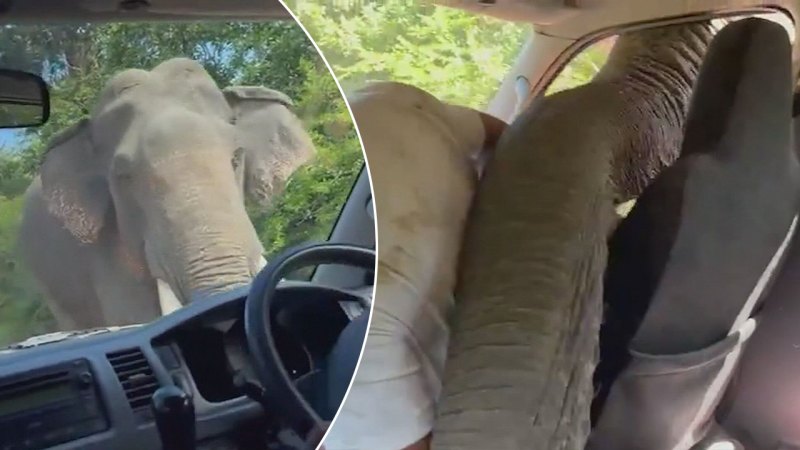 Elephant crashes through Perth family’s van in Sri Lanka