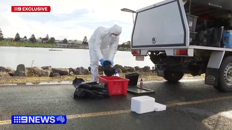 Victoria detects first case of H5N1 bird flu