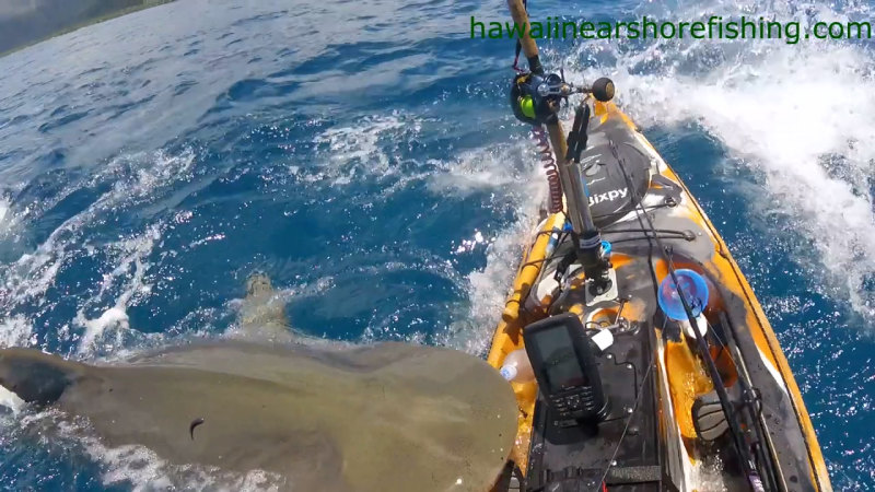 Hawaii'de balıkçının kaplan köpekbalığıyla karşılaşması