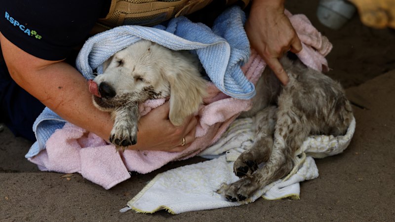 More than 20 dogs put down after puppy farm bust