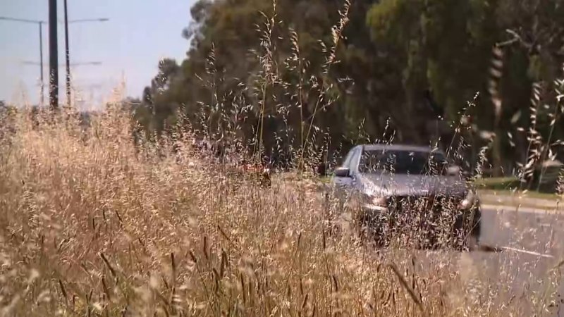 Residents demand action as median strips become overgrown on Melbourne road