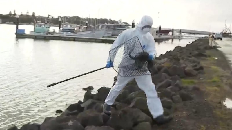 Bird flu detected in Victoria