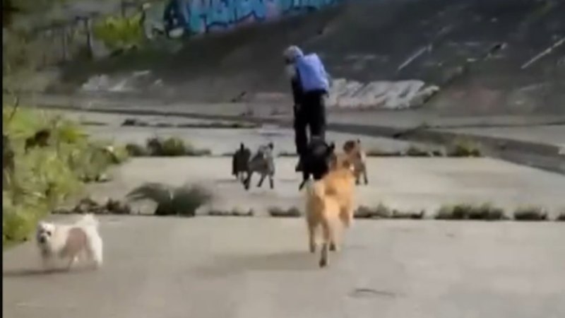 Dogs chase off man who allegedly tried to sexually assault two women