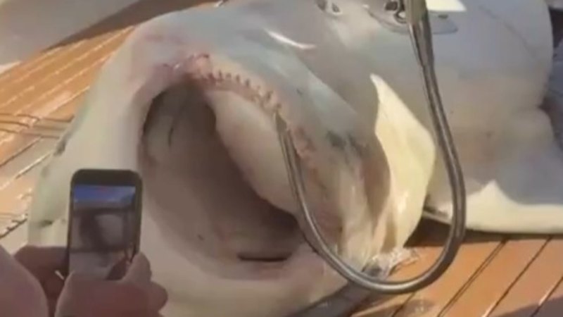 Bull shark caught in Sydney Harbour