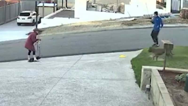 Fate of dogs who killed pet, seriously injured woman, still undecided