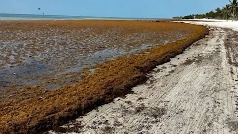 ABD'nin iki katı genişliğinde bir deniz yosunu damlası Florida'ya doğru ilerliyor