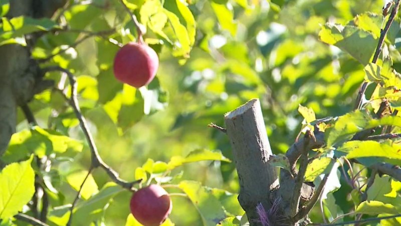 Apple farmers dealt cruel blow days out from harvest