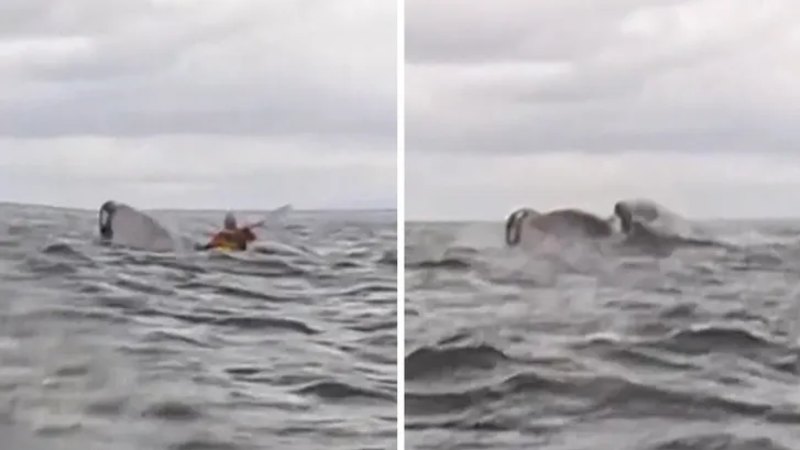 Wild moment whale swallows a kayaker and spits him back out