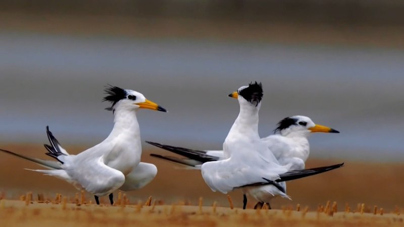 More cases of suspected bird flu in South Australia