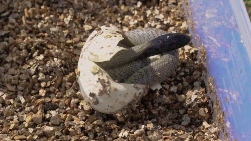 Dozens of tiny killer reptiles hatch