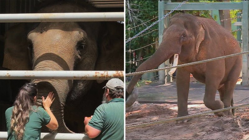 Perth prepares to farewell beloved elephants