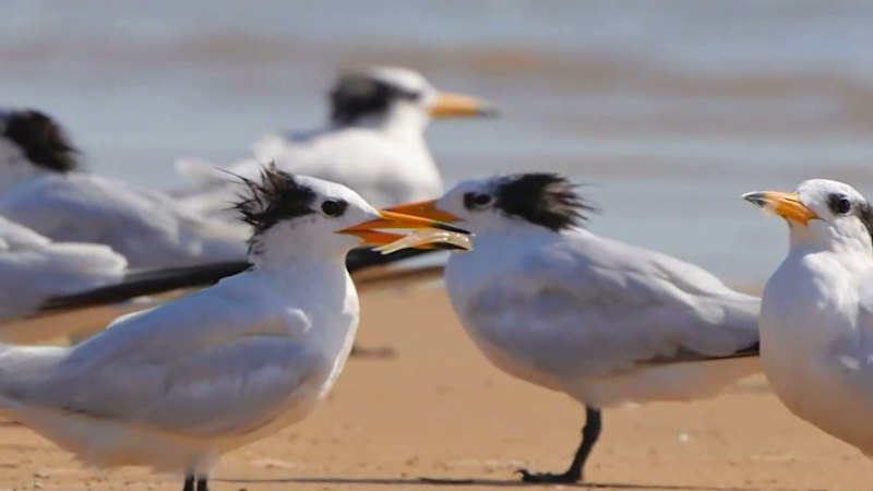NSW records first cases of bird flu in Australian natives