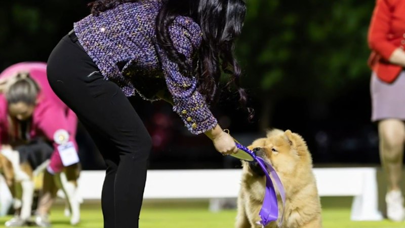 Rare puppy stolen in Perth