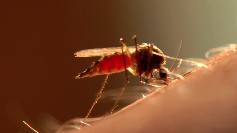 A female mosquito feeding