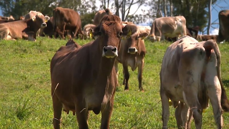Fourth-generation Queensland dairy family says milk market contract not renewed