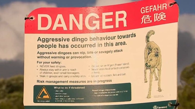 Rangers to euthanise dingoes thought to have attacked Piper James