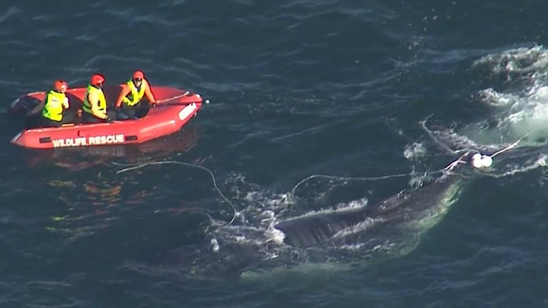 Whale freed after dramatic rescue operation