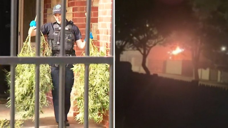 Hidden cannabis crop exposed by house fire